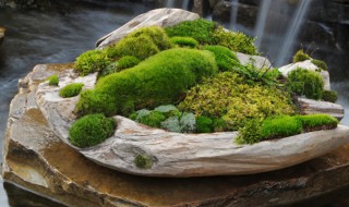 盆景青苔怎么培养? 青苔盆景的制作和养护