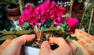 仙客来花谢后种球怎么养护?（仙客来开花后怎么浇水）