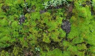 青苔怎么养才茂盛? 青苔这么养