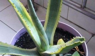 虎皮兰怎么养才长得好? 虎皮兰怎么养才长得好一流大学一流专业