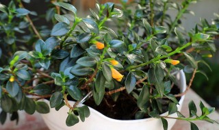 金鱼花怎么养才能更旺盛?（金鱼怎么养才能开花）