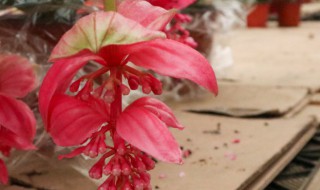 宝莲灯花谢了怎么才能长新芽? 宝莲灯花谢了怎么才能长新芽子