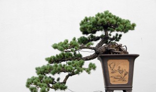 柏树盆景怎么养护?（柏树盆景养殖方法和注意事项）