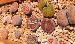 生石花夏天怎么养护? 生石花夏季怎么养