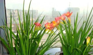 香雪兰花谢后怎么养护? 香雪兰花谢后怎么养护呢