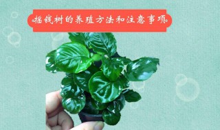 养摇钱树需要注意哪些? 家里适合养摇钱树吗