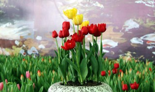 花放在水里怎么活得久一点?（花放在水里怎么活得久一点）