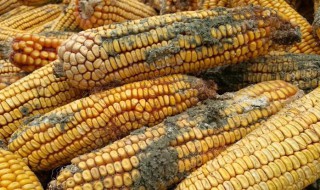 玉米轻微发霉处理方法? 玉米轻微发霉处理方法图片