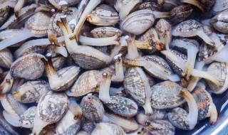 花蛤暂时不吃怎么保存?