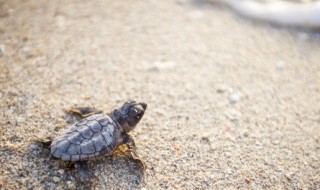 养龟注意事项 养龟注意事项和细节