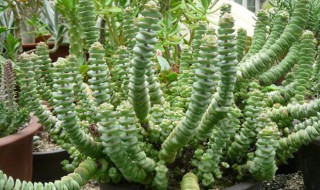 钱串子花叶子发黄怎么办?（钱串子花叶子发黄怎么办）