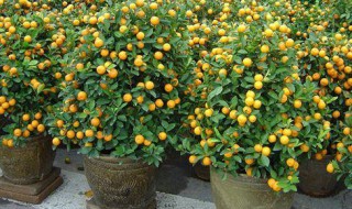盆栽金桔不发新芽怎么办?（盆栽金桔不长芽）