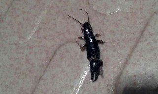 水虫怎么消灭（怎么消灭大水虫）