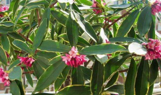 金边瑞香怎么养才能更旺盛? 金边瑞香怎么养好