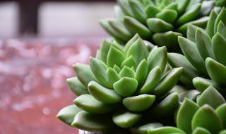 多肉植物怎么养胖?（多肉植物怎么养胖一点）