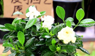 带花苞栀子花刚买回来怎么养? 带花苞栀子花刚买回来怎么养护