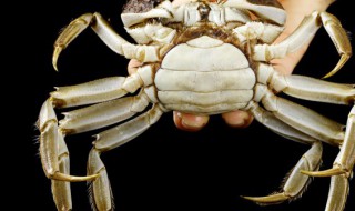 幼崽螃蟹怎么养活?（幼崽螃蟹怎么养活的快）