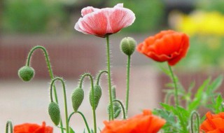 虞美人鲜切花怎么养?（虞美人切花养护知识）