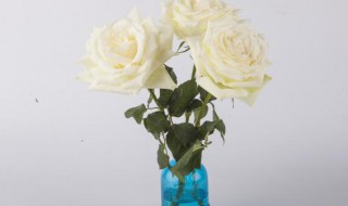 玫瑰花插花瓶怎么养的长久?（瓶插玫瑰花如何养的时间长）