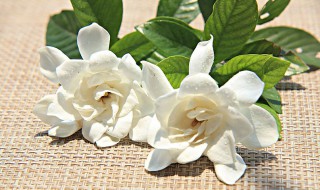 怎么让花保持新鲜? 怎么让花保持新鲜到第二天?