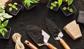 地黄怎么种植? 地黄怎么种植视频