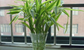 富贵竹怎么水养才旺盛?（富贵竹怎么水养才旺盛一）