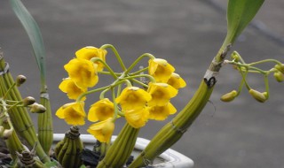 鼓槌石斛怎么养才开花?（鼓槌石斛怎么养才开花多）