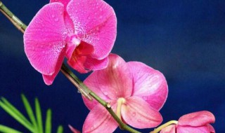 蝴蝶兰二次开花怎么养? 蝴蝶兰第二次开花的养殖方法