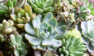 红宝石多肉怎么养成多头? 红宝石多肉怎么种