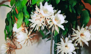 昙花如何养护才开花?（昙花如何养护才开花多）