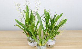 文心兰怎么养才能开花?（文心兰花后怎么养）