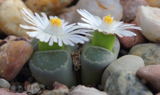 石生花如何养活?（石生花养殖和种植方法）