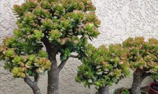 吸财树怎么养成老桩?（吸财树怎样养老桩）