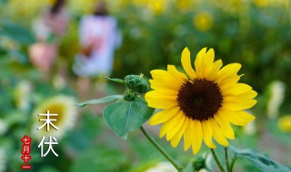 入伏从哪一天开始到哪一天截止 入伏从哪一天开始到哪一天结束