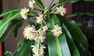 巴西木开花后怎么处理? 巴西木开花后怎么处理