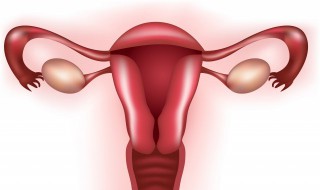 排卵期是什么 排卵期是什么反应