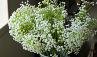满天星怎么养才不会枯萎?（盆栽满天星怎么养才不会枯萎）