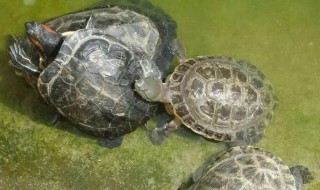 新手养龟怎么入门?（新手养龟怎么入门教程）