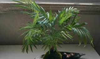 凤尾竹怎么养才茂盛? 凤尾竹怎样养才茂盛