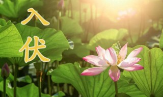 入伏2021年从哪一天开始（2021年啥时候入伏）