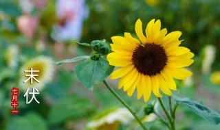 入伏2021年多少天 2021年入伏时间多少天