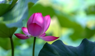 2021入伏是哪一天（2021进伏是哪一天）