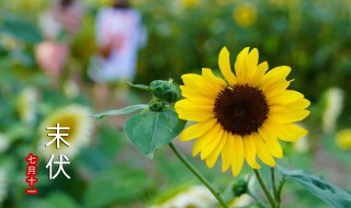 哪天入伏2021年头伏 哪天入伏2021年头伏第一天