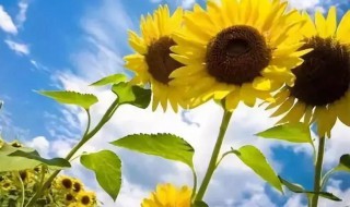 2021入伏从哪天算起 2021年入伏从哪天开始