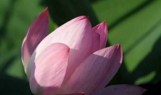 什么时候开始入伏天 什么时候入伏天2020年