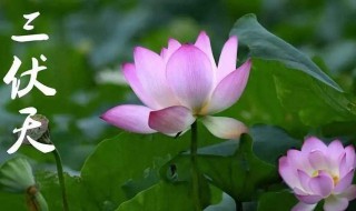 2021年入伏是几月几号（2021年几月份入伏几月几号入伏）