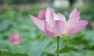 什么时候入伏2021（什么时候入伏2021年什么时候出伏）