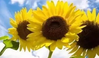 入伏2021多少天（2021入伏几天）