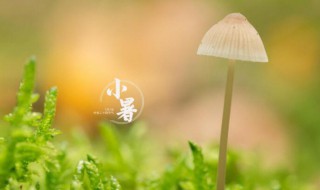 2021小暑有几天（2021年小暑有几天）