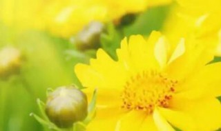 几号初伏第一天二伏多少天 初伏是几天二伏是几天三伏是几天